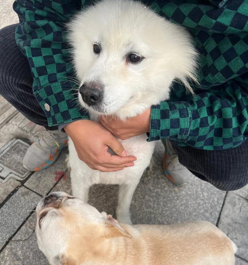 为什么以萨摩身上很臭？（探究以萨摩身上臭气的来源与解决方法）