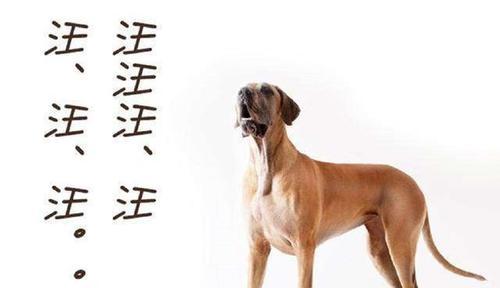 揭秘狗狗频繁叫的原因（探究狗狗叫声背后的秘密，让我们更了解它们）