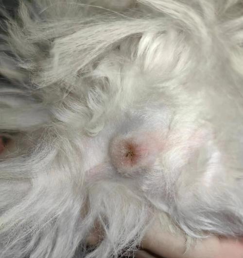 狗狗挤肛门腺的必要性与技巧（了解肛门腺的功能和常见问题，学会正确挤压，保护宠物的健康）
