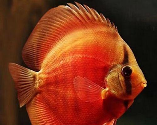如何科学饲养小神仙鱼（掌握正确的喂养方法，让小神仙鱼健康成长）
