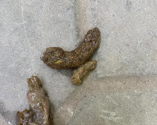狗肚子里的寄生虫（探寻狗肚子里的常见寄生虫及预防方法）