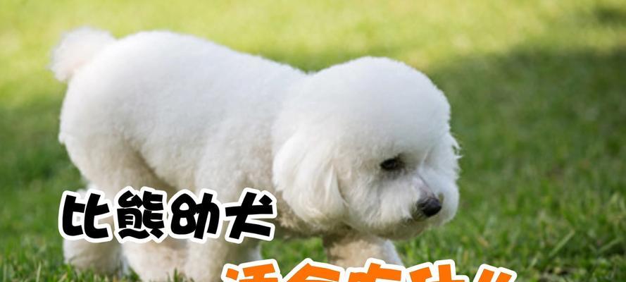 比熊犬最适合的食物奖励是什么？（为你的比熊犬选择最佳的食物奖励）