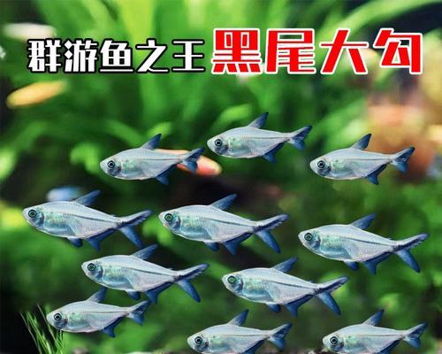 灯鱼混养的注意事项（打造和谐水族生态环境的关键）