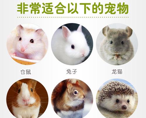 兔子磨牙的意义与作用（揭示兔子磨牙行为的背后原因与目的）