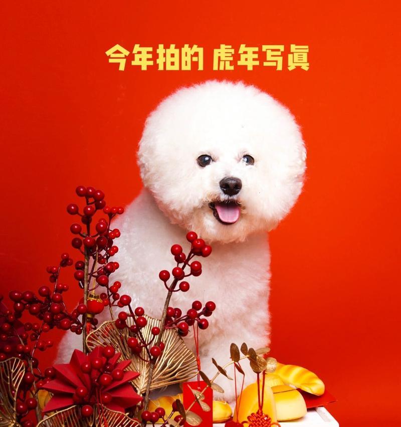 贵宾犬泪痕问题解决之道（如何选择适合贵宾犬消除泪痕的狗粮）