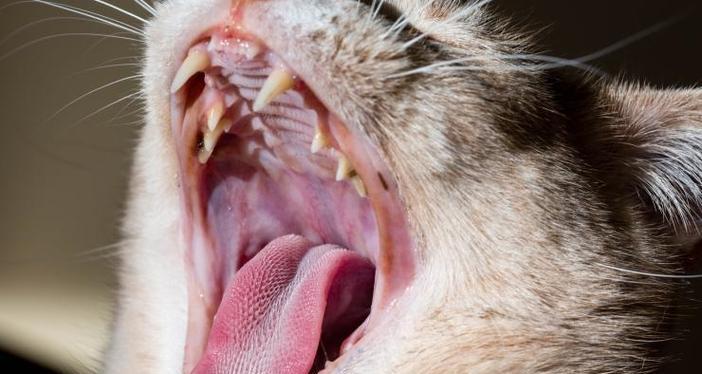 探秘猫咪的恒齿奥秘（揭开猫咪牙齿长久不脱落的秘密）