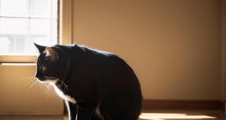 猫咪喜欢的环境（了解猫咪喜欢的环境，让它们更快乐）