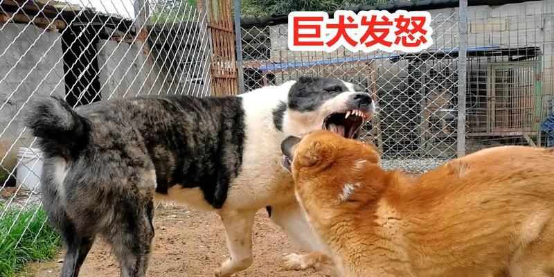 狗类中的聪明才智（探索狗类世界中的智慧犬种，挖掘它们的非凡能力和潜力。）
