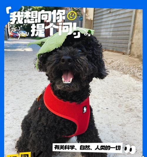 狗为何舔自己的尿？（探索狗舔尿的行为背后的原因和意义）