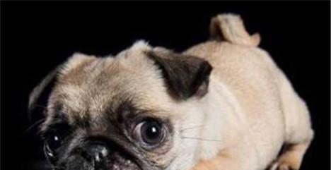 以巴哥犬蔬菜食谱（营养丰富的蔬菜对以巴哥犬的重要性）