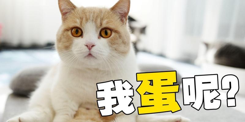 家里来猫的寓意与象征（探讨猫咪进入家庭的意义及影响）