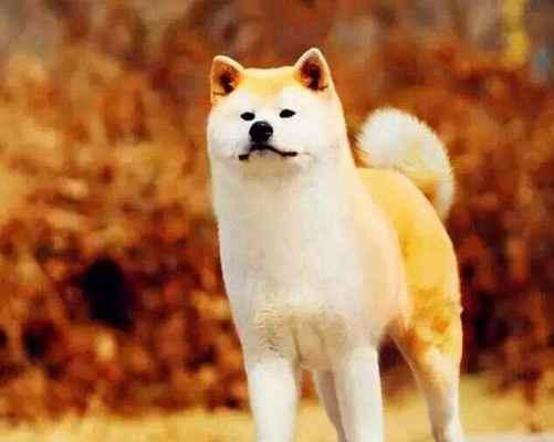 聪明护主，最佳选择——以什么狗狗聪明护主（揭秘聪明护主犬种，为你选择最合适的狗狗伴侣）