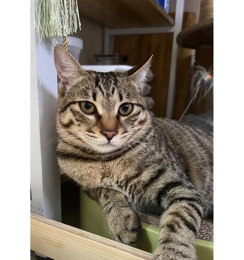 探索小猫鼻子的神秘色彩（揭示小猫鼻子的颜色变化与健康状况）