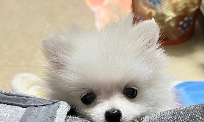 博美犬的生长发育过程（从幼犬到成年犬，逐步展现魅力）