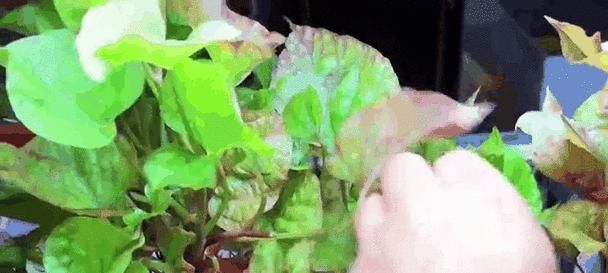 火焰龟的菜叶饮食乐园（多样菜叶满足火焰龟的需求）