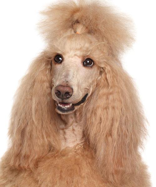 纯种贵宾（如何挑选一只纯种贵宾犬作为你的宠物伴侣）