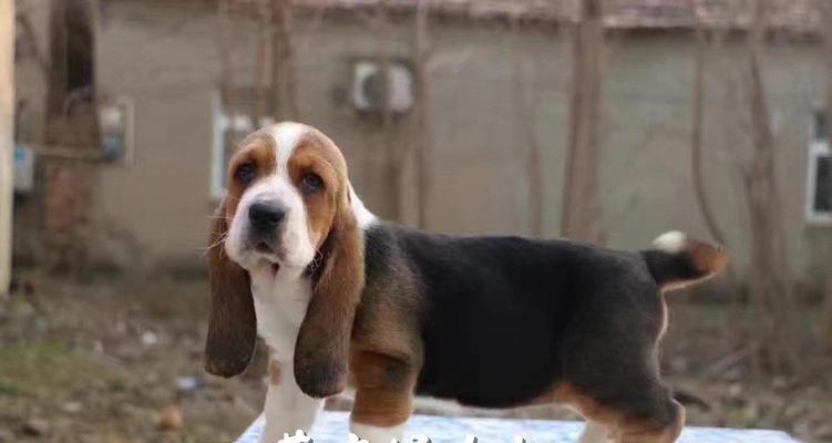 探讨以巴吉度犬的最佳外观色彩（色彩搭配对以巴吉度犬的美观影响有多大？）