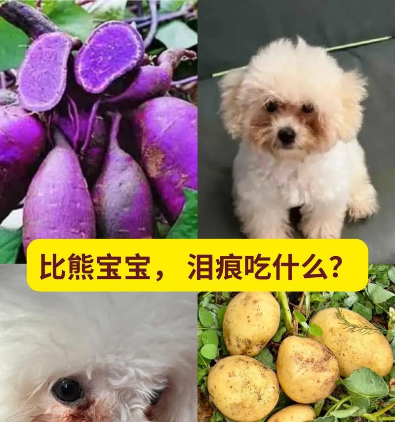 比熊3个月小狗的饮食需求（了解比熊幼犬的营养需求，为它们提供健康成长的饮食）