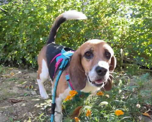 探秘比格犬（了解比格犬的特点、历史和培养需求）