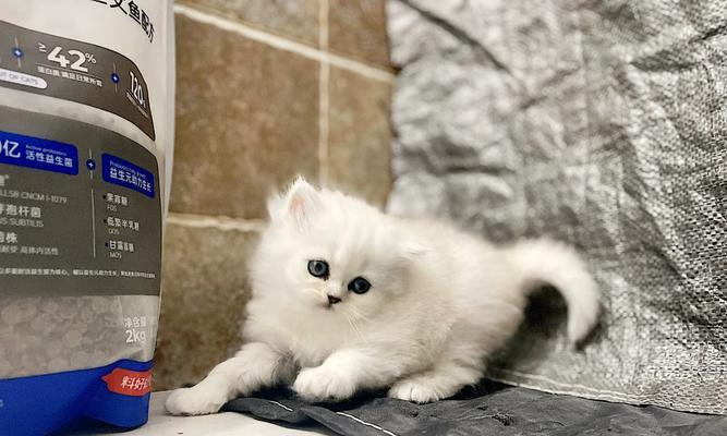 如何科学合理地喂养一个月大的小猫