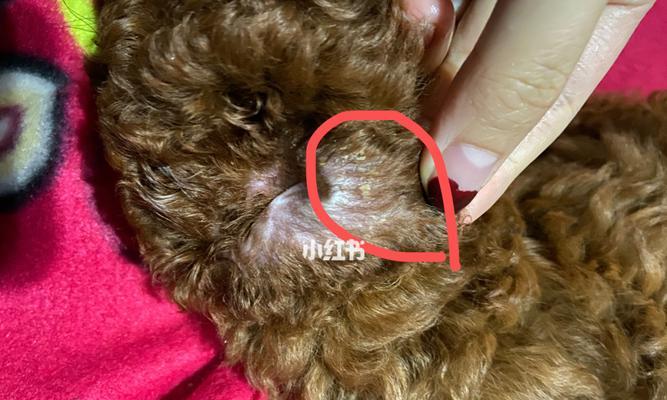 耳朵每天洗为什么还是脏？（探究耳朵清洁的误区与正确方法）