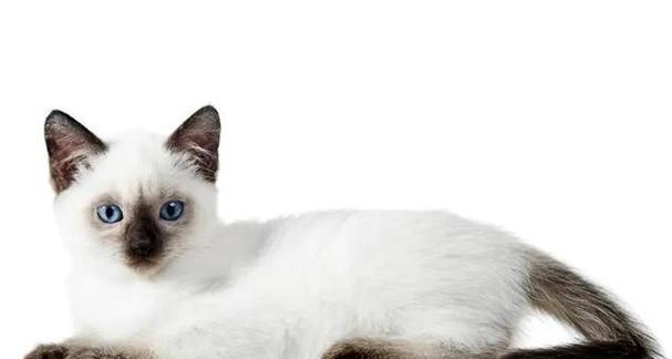 暹罗猫的不同品种及其特点（探索暹罗猫的品种多样性，选择最适合你的宠物伴侣）
