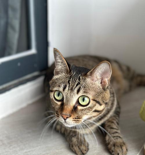 揭秘猫咪叫声背后的预兆（探寻猫咪叫声的含义，从小细节看透猫咪的心思）