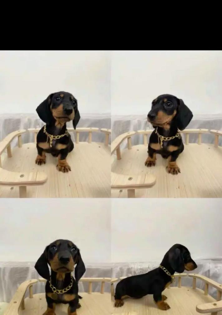 腊肠犬（了解腊肠犬的特点和养护，给你的家庭增添快乐）