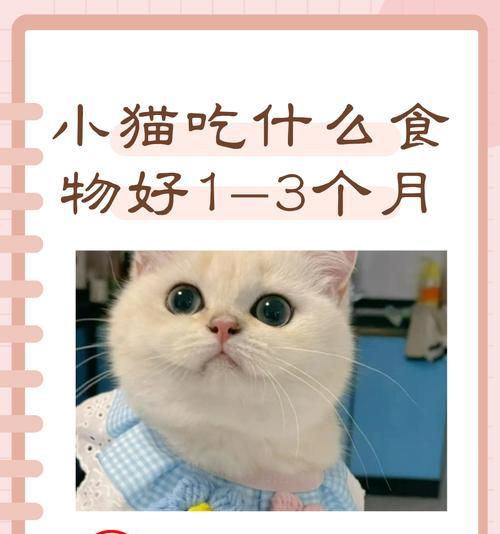 如何为小奶猫提供适宜的饮食？（小奶猫的饮食需求及合适的食物选择）