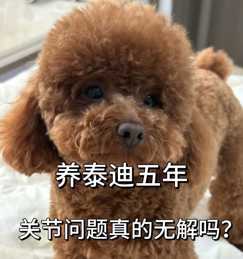 以泰迪为伴，与哪些宠物共同生活？（寻找适合泰迪的伴侣，共同创造快乐生活）
