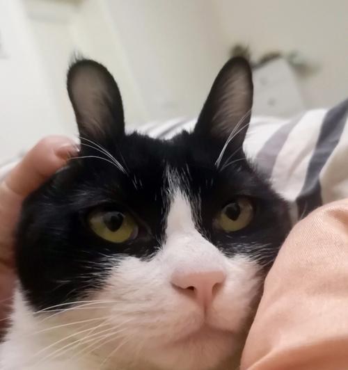 猫猫兔饮食秘密（探索猫猫兔的食物喜好和健康饮食建议）