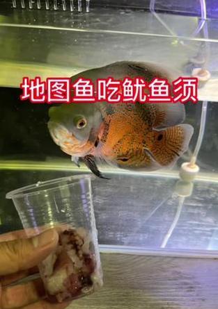 地图鱼的饮食选择与颜色偏好（探寻地图鱼的饮食偏好和食物颜色对其生长的影响）