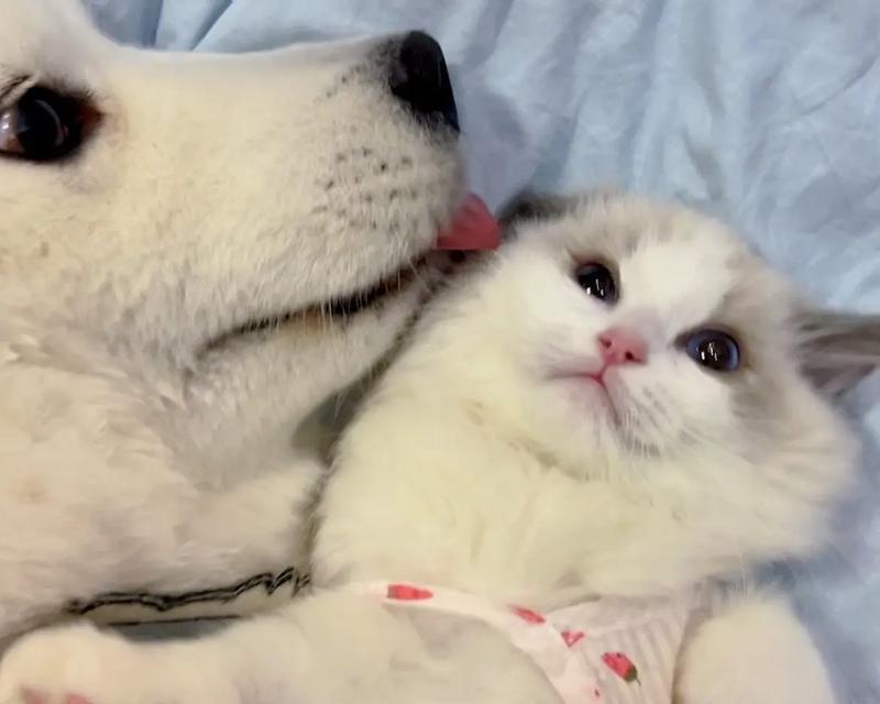 布偶猫与孩子（让孩子与布偶猫共同成长，培养责任感和友善性格）