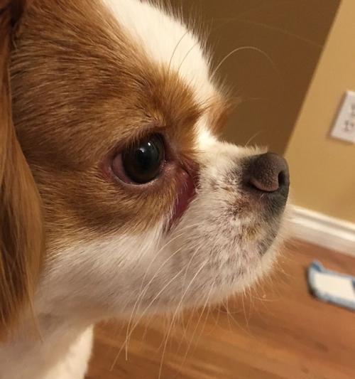 狗呕吐棕色的原因及处理方法（解析狗儿呕吐棕色物质的原因以及应对方法）