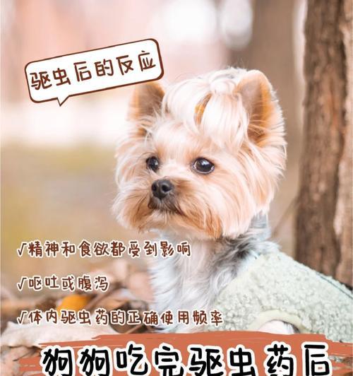 狗狗过度饱食的危害（如何避免狗狗过度饱食引发的健康问题）