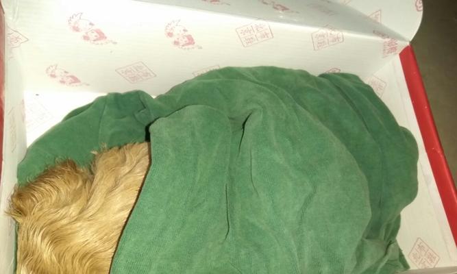 满月幼犬的适用药物及注意事项（保护幼犬健康的关键药物选择和用药要点）