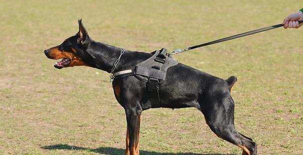 警犬工作中为什么不常使用杜宾？（探究杜宾在警犬工作中的局限性和挑战）