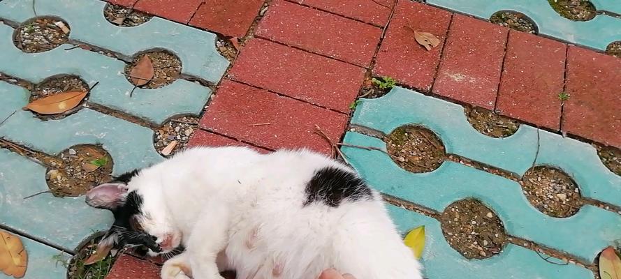 探索猫衣原体的神秘世界（揭开猫衣原体奥秘，探索猫的遗传密码）