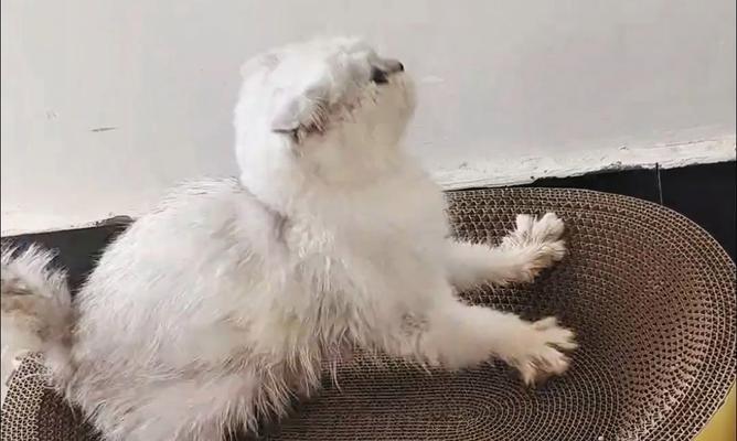 探讨如何保护猫咪免受毒害的重要性（了解有害物质，创造安全环境）