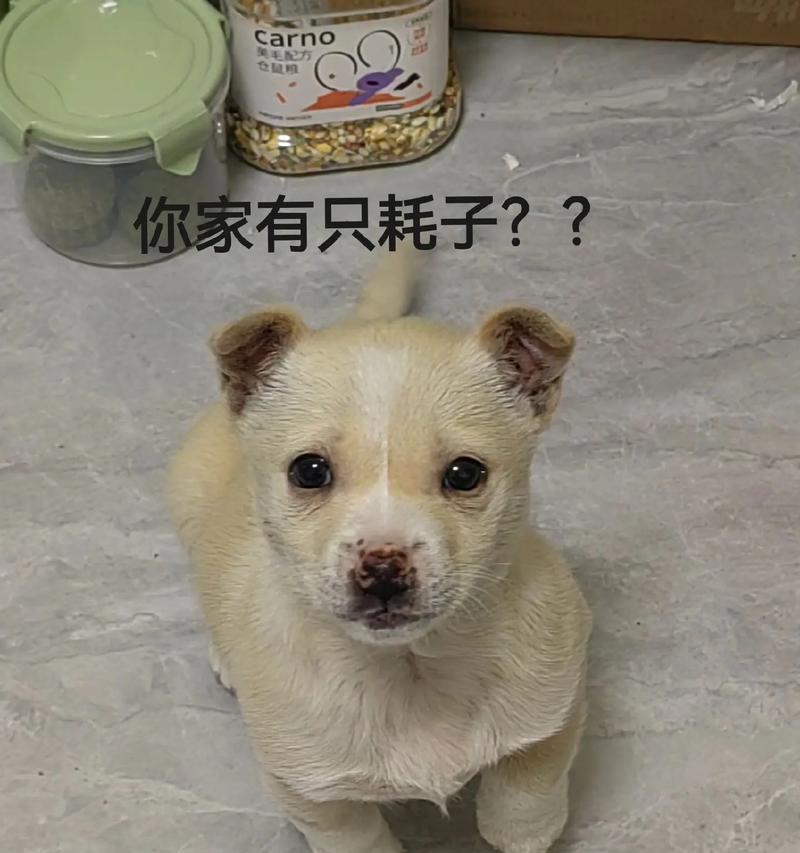 仓鼠为何在半夜叫？（探索仓鼠夜间活动习性）