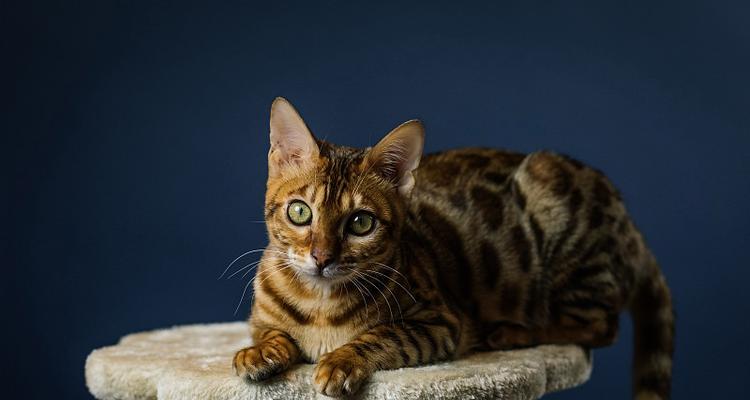 探秘孟加拉猫之神秘蓝色（揭秘孟加拉猫“蓝”得贵）