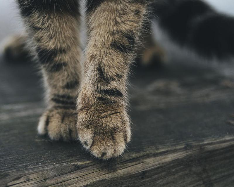 猫咪抓木板的原因与好处（探寻猫咪抓木板的秘密，让你更了解它们）