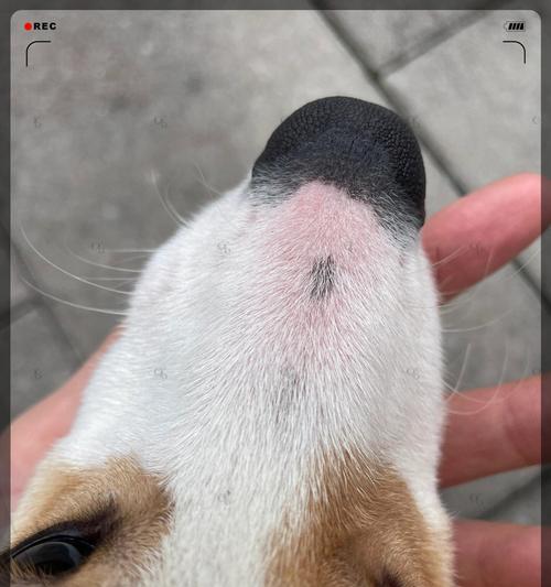 幼犬为什么总是叫？（探寻幼犬叫声背后的原因）