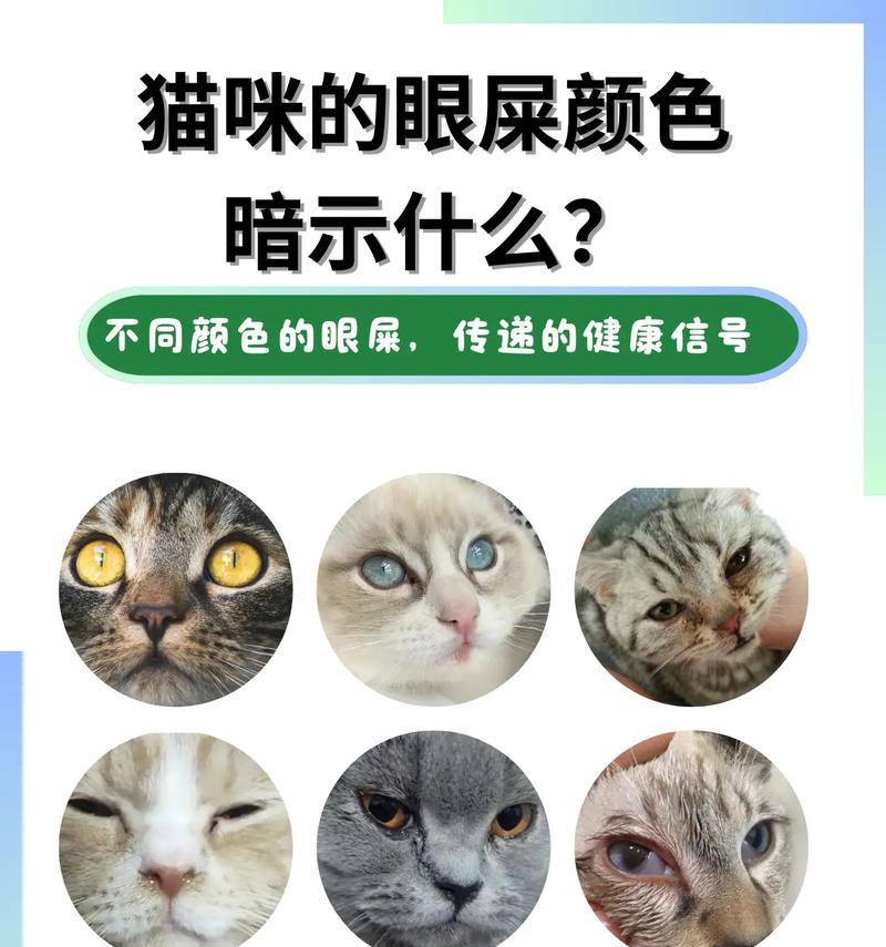 猫的视觉能力（揭秘猫咪对颜色的认知能力及其局限性）