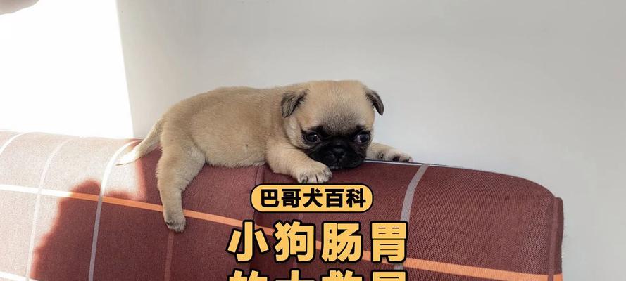 宠物狗狗的肠道健康养护指南（以科学饮食为基础，让爱宠远离肠道问题）