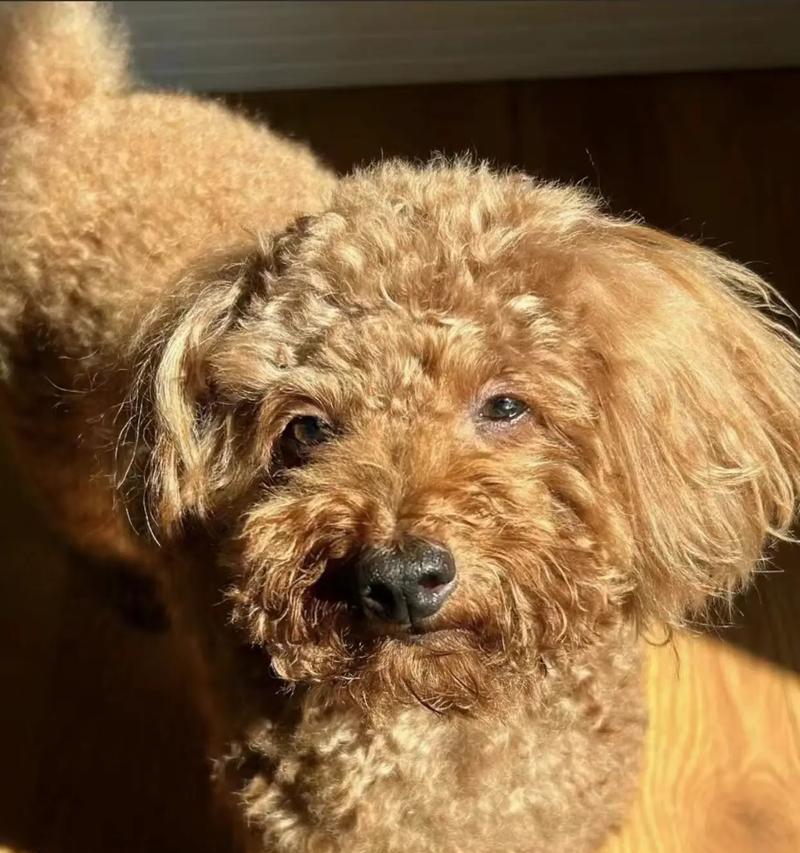 泰迪犬为什么毛不卷？（探究泰迪犬毛发卷曲的原因及遗传机制）