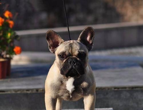 斗牛犬大型犬的魅力与责任（探索斗牛犬的优点和特征，以及饲养该品种的重要考虑因素）