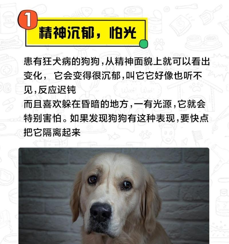 小狗为什么会得狂犬病？（探究狂犬病传染途径与预防措施）