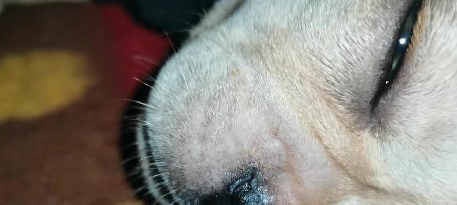 犬瘟流的鼻涕特征及其相关症状（探究犬瘟流中不同类型鼻涕的表现及可能引发的健康问题）