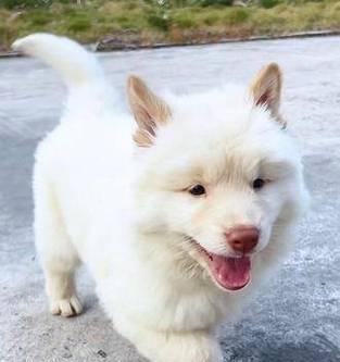 如何选择最乖巧的狗狗（寻找适合家庭的忠诚伴侣）